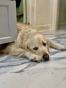 Who come meet Dis Bubba? 🙁Lonely Expert, Bubbacini | Along Came Polly, Rosie and Bubba