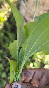 3.7K views · 55 reactions | Medicinal Herbs 101: Broadleaf Plantain #medicinalherbs #Gardening #Medicine #garden #plants #medicinalplants | The Weeds and Seeds Guy | Facebook