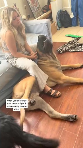 133K views · 1.2K reactions | See How My GIANT Puppy Dog Knows How To Win Every Fight #doggo #friends #dog #doglover #doglovers #doglife #dogwalker #dogstagram #dog #mastiff #bigdogs #bigdog #huge #pet #puppy #puppies #puppyvideo | The Bruno | Facebook