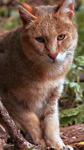 43 reactions | Have you ever heard about the iconic swamp cat? #swampcat #cats #cat #smallcats #wildcats | Animalogic | Facebook