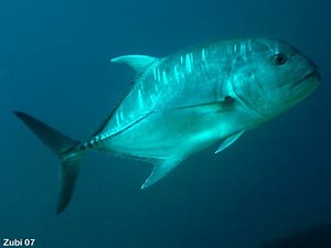 La Pesca de los Carangidos (Jureles, Amberjacks. Trevallys) por José Manuel López Pinto / Actualizado al 6 de Julio del 2012