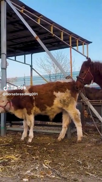 Beautiful Horse Animal Meetings Compilation