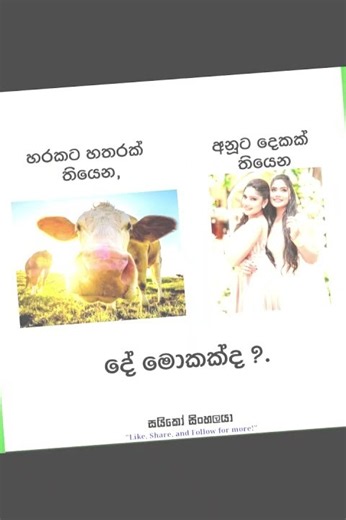 බුකියේ රස කතා අද 😂 | HC Fun Memes 🤣 #sinhala #shorts #memes Episode 2523 #athalmemes #shorts