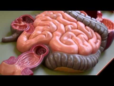 Anatomy and Physiology 2 anatomy model walk through for digestive system