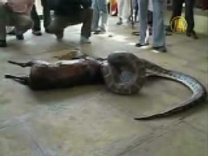 Python swallowes a deer alive, then spits it out