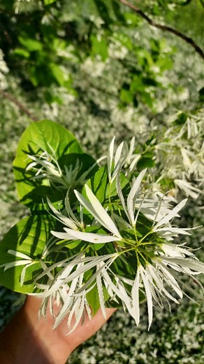 14 reactions | The fun challenge of germinating local genotype fringetree (Chionanthus virginicus) this beautiful tree of rocky woodlands and barrens can be tricky but rewarding to grow from seed. Keys to success: never letting the seeds dry out, thoroughly cleaning the seeds, cracking open that hard but brittle shell, and artificially warm stratifying the seeds for 3 months followed by 3 months of cold stratification. | Piedmont Discovery Center | Facebook