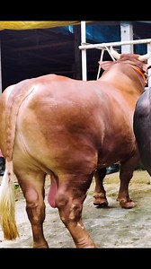 437K views · 2.7K reactions | Pair of heavy muscled bulls each weighing over a ton from Taz Cattle Ranch #bull #cattle #cow #holstein #livestock | Biggest Bulls Photography | Facebook