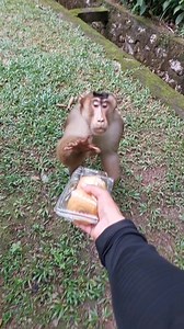 Funny Monkey Moments Compilation