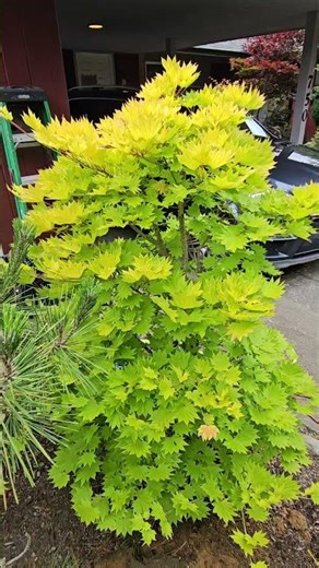'GOLDEN FULL MOON' JAPANESE MAPLE
