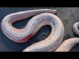 How to Skin a Snake