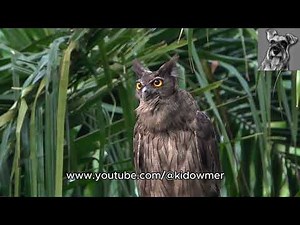 DUSKY EAGLE-OWLS mobbed by Crows, Malaysian Forests