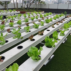 [Hot Item] Vertical Farming Equipment Hydroponics Nft Channel Grow Lettuce