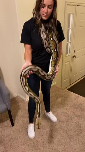 Wait till you see her in the sunlight 🔥 #bigsnake #foryou #trending #python #exoticpets #beatiful | BarbaraDoris