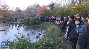 Un canard mandarin devient une nouvelle star dans le Central Park de New York, aux Etats-Unis. | China Xinhua News