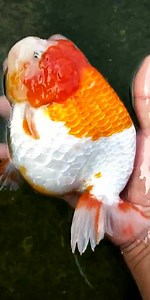 Pre order possible | Fancy Goldfishstore | Facebook