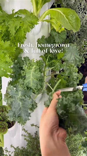 Grow fresh, grow easy! The Aerospring hydroponic system makes cultivating herbs and veggies a breeze.  #fareastflora #gardencentre #plantsofinstagram #plantssg #homegarden #indoor #gardening | Far East Flora | Facebook
