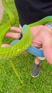 Is this mamba real or fake??? | Dingo