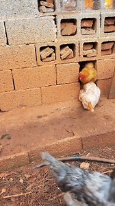 688K views · 13K reactions | #backyardchickens #chickens #chicken | Raising Chickens | Facebook