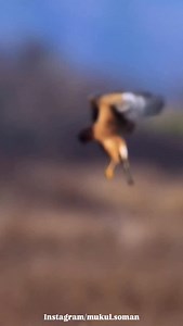 5.9K views · 6.8K reactions | A harrier hawk female, using her amazing hovering skills to scan for prey in the marsh. Fascinating behavior from a fascinating species. . . . . #earthcapture #nikoncreators #best_birds_of_ig #featured_wildlife #birds_captures | Mukul Soman | Facebook