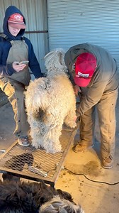 81K views · 1.5K reactions | Getting the angora goats ready for the county fair! #Goats #AngoraGoats #CountyFair #Ranch #Ranching #KeepRanchin | Bar 7 Ranch | Facebook