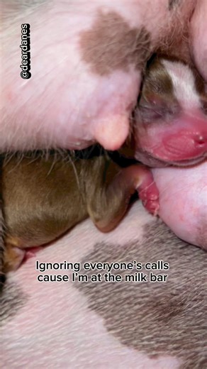🍼🐾🐶Ah, the joy of being a nursing puppy at the 'milk bar'—snuggled up to mom and enjoying the warm comfort of her love. Life is pawsitively sweet! 🐕💕🌟😊 #newbornpuppies #puppies #instapuppy #jackrussellterrier #furryfriend #puppy #jackrussellpuppy #jackchi #chihuahuasofinstagram #doggygram #paws #dog #jackchisofinstagram #beautifuldog #goodmorning #ultimatecuteness #yoga #perritofeliz #puppygram #mydogiscutest #petsofig #labradoodlelove #australianlabradoodlepuppy #igdog #oneweekold #healt