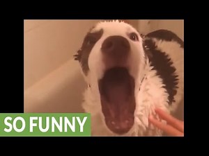 Husky hates shower, howls in protest