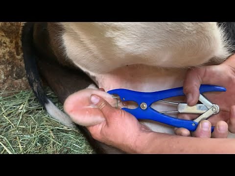 Castrating 200+ Pound Calf - Humane Castration of Cow With Elastrator Tool & Rubber Bands Tutorial