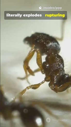 The Ant That Explodes to Protect Its Colony