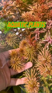 26K views · 521 reactions | [REELS] Easy to care aquatic plants sa reftub pond  #aquascapinghobby #aquarium #fishkeeping #viralreelsシ #fblifestyle | Deric Fernandez | Facebook
