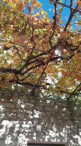 VIDEIRA DO MILAGRE DE SANTA RITA DE CÁSSIA (O pau seco que ela pegou por obediência durante um ano se tornou está belíssima videira que até hoje da frutos) | Paróquia Imaculada Conceição-Fraiburgo/SC