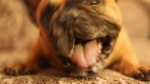 #gonzothunder as Frenchie Snack Lover | GTCompany