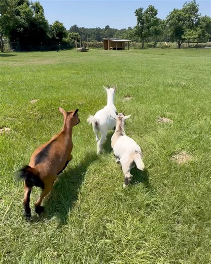 Return of the goats - slashing the paddocks | Shirtless Jake's Homestead