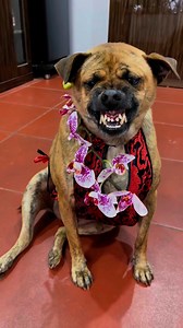 🤧 Con cái nhà ai mà xênh thế nhờ 🤣 | Machinex.vn