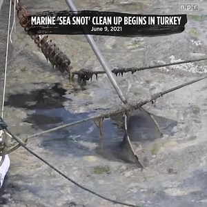An outbreak of "sea snot" — a slimy substance made of compounds released by marine organisms — has bloomed in Turkey's Sea of Marmara, alarming environmentalists. President Recep Tayyip Erdogan blamed the bloom on climate change and untreated waste being dumped into the sea. | NPR