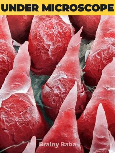 Things Under Microscope ! | Brainy Baba Facts