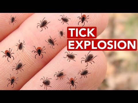 Why Are Tick Populations Exploding?