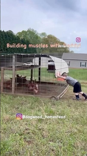 Smart chicken farming #farming