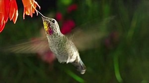 Flowers that attract hummingbirds to your garden