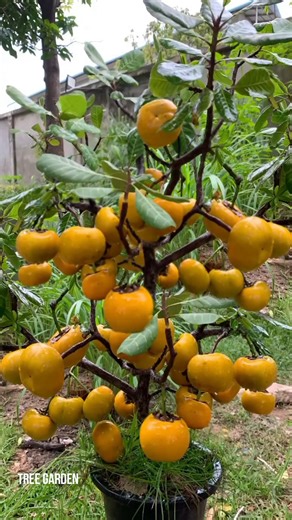 How to grow persimmon fruit to persimmon tree with egg #persimmon #gardening #bhfyp #nutrition #fruitlover #fruits #fitness #fruitgarden #shortsfeed #instagram #tree #fruittree #fruittrees #grafting #reelsvideo #shortsreels #shortsviral #garden #shortsvideo #satisfying #fruit #shots #reelsfb #fruitsalad #freshfruit #agriculture #trees | Tree Garden