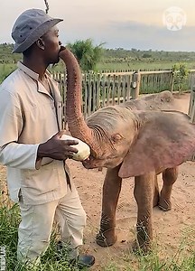 Orphaned elephant kisses man who feeds it | Goodlife Productions