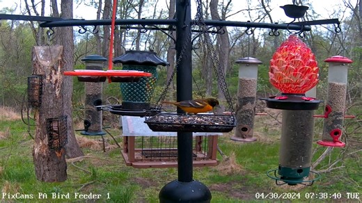 2.2K views · 40 reactions | The migration has brought in some fantastic birds to our feeding stations! Check out the Baltimore orioles feeding on grape jelly and another feeding on mealworms this morning on PA Bird Feeder 1. You can watch PA Bird Feeder 1 live stream here: https://pixcams.com/pa-bird-feeder-1/ #birds #bird #birdfeeder #livestream | PixCams | Facebook