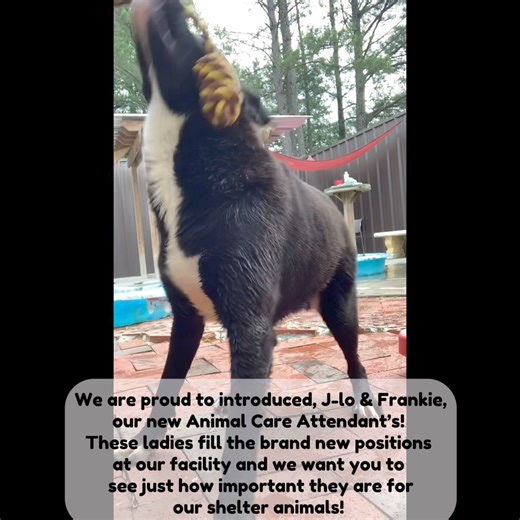 What is an Animal Care Attendant? They are the dedicated staff members who care for all the forgotten and neglected shelter animals and we think it’s important that our Community gets to see all their hard work! | Chester County, SC Animal Control