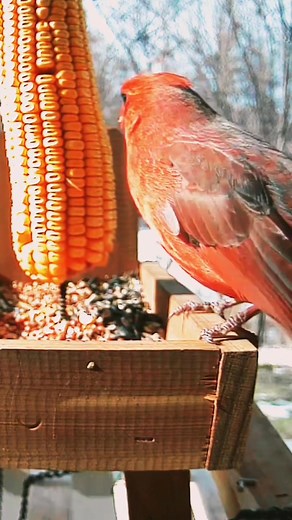 #northerncardinal #malecardinal #birdlover #birds #wildbirds #prettybird #redbird #cardinalbird #cardinal #porchvibes | Fur Feathers
