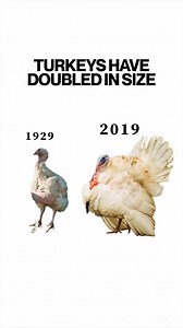 93K views · 2K reactions | Farmed turkeys are bred to have such large breasts that they can’t mate naturally and sometimes can barely walk. This is our doing  Have a plant-based Thanksgiving and Christmas in 2024. | Plant Based News | Facebook