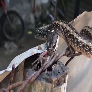 AHAS HUNT FROG | Barista Jahid