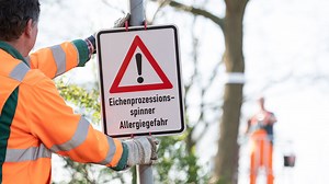 So bekämpft Deutschland den Eichenprozessionsspinner