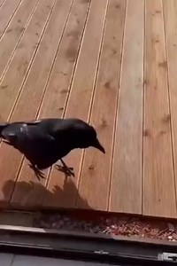 Genius Crow Brings Aesop's Fable to Life! 🧠✨ Watch this incredibly smart crow demonstrate problem-solving skills that will blow your mind! This brilliant bird is recreating the classic "Crow and the Pitcher" fable in real life, strategically using rocks to raise the water level so it can reach its drink. 🪨💧 Crows are among the most intelligent creatures on Earth, capable of using tools, solving complex puzzles, and even remembering human faces. This viral moment perfectly showcases their incr