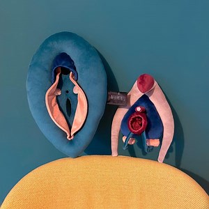 Vulva Deluxe Anatomy Model, Detachable Clitoris, Sex Education Tool - Etsy