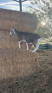 Pixie the goat is as always up to mischief #pixiegoat #muschief | Caenhill Countryside Centre