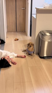 新しいお友達に犬見知りをして、飼い主に助けを求める🐶 . #ミニチュアダックスフンド #犬のいる生活 #わんこ #おもしろ動画